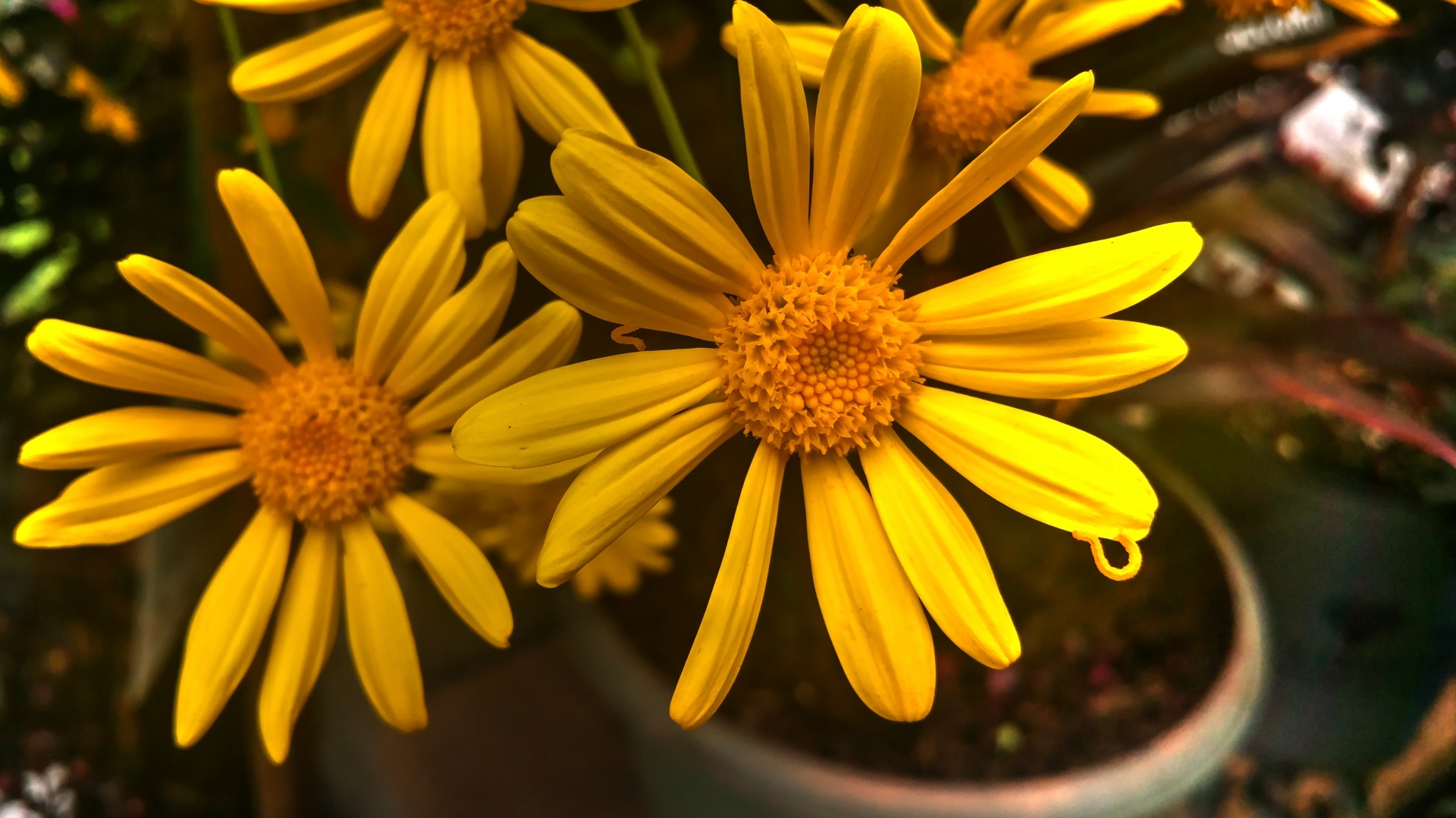 flowers yellow big free photo