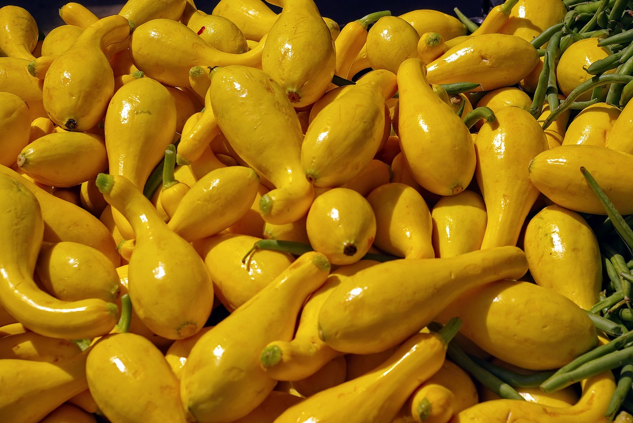 yellow squash  yellow  crookneck free photo