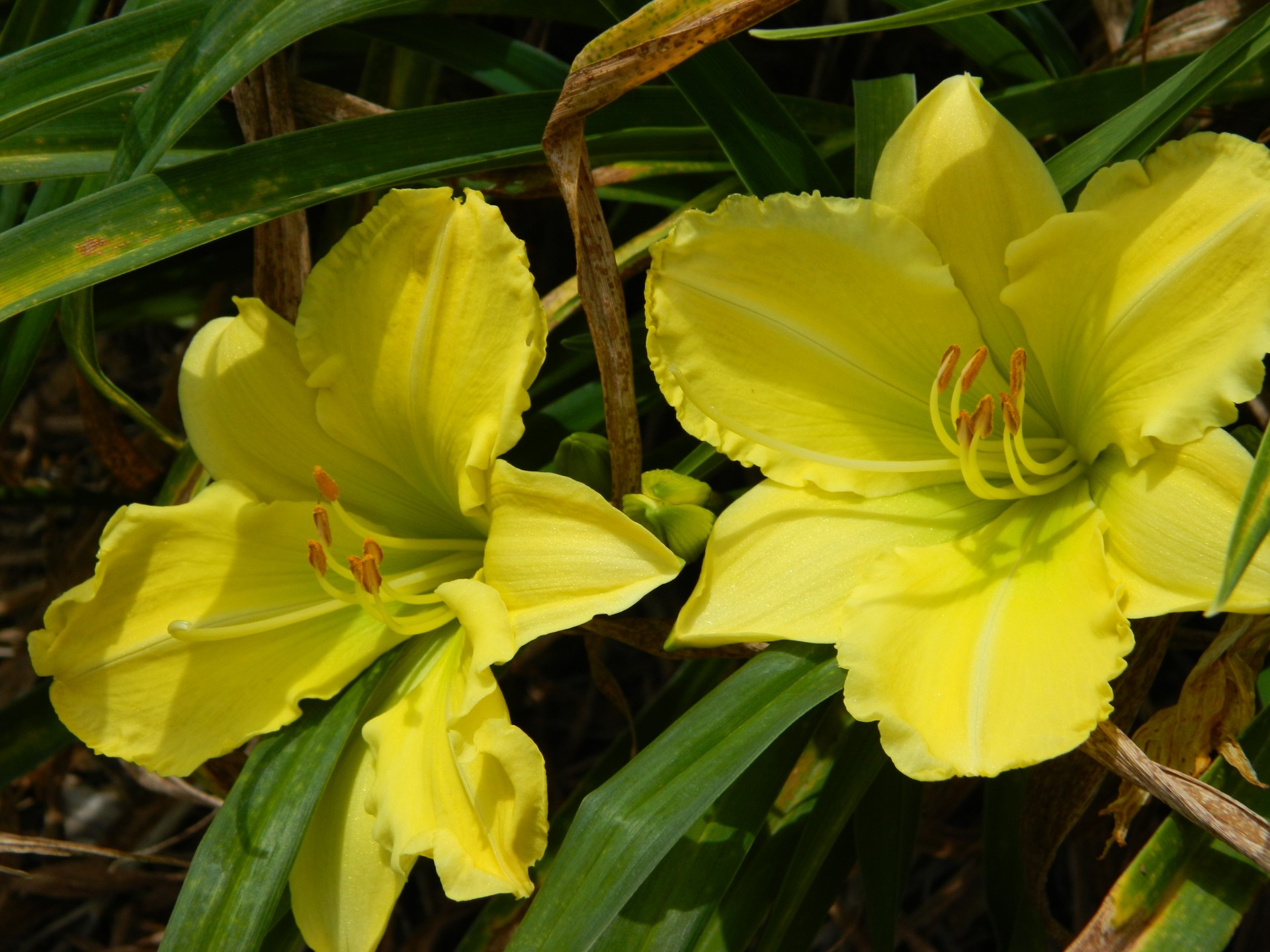 plant garden yellow free photo