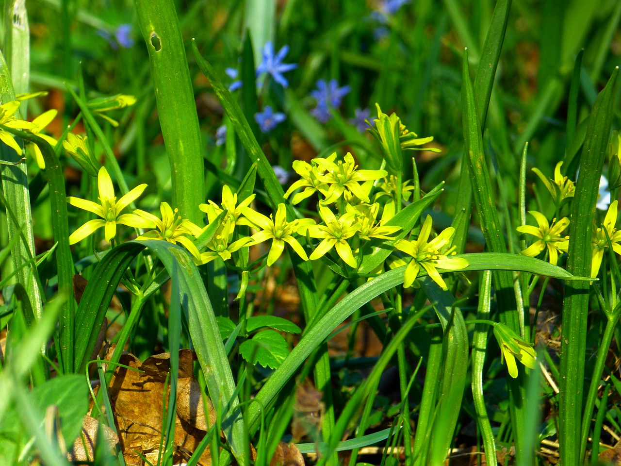 yellow star gold star flower free photo