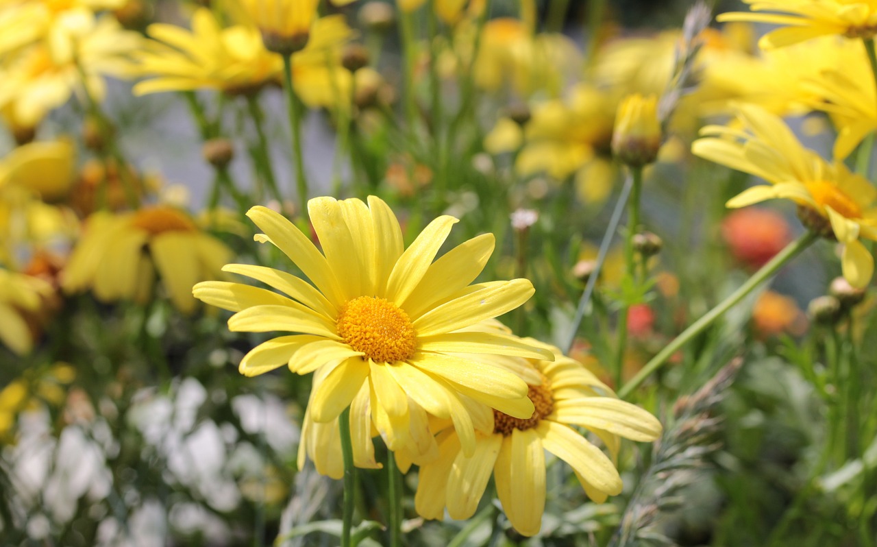 yellow strauchmargerite euryops chrysanthemoides korbblüter free photo