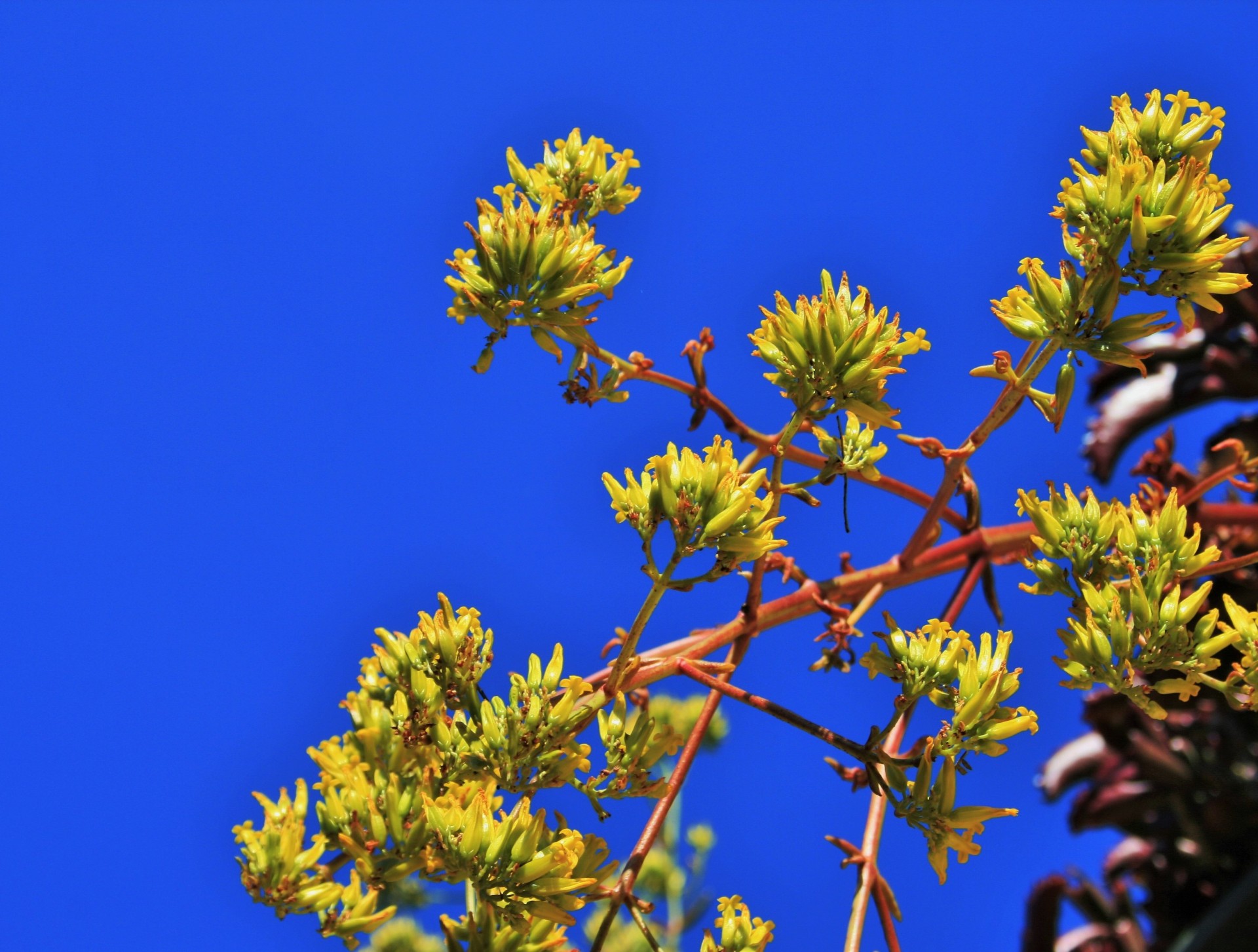 succulent red flowers free photo