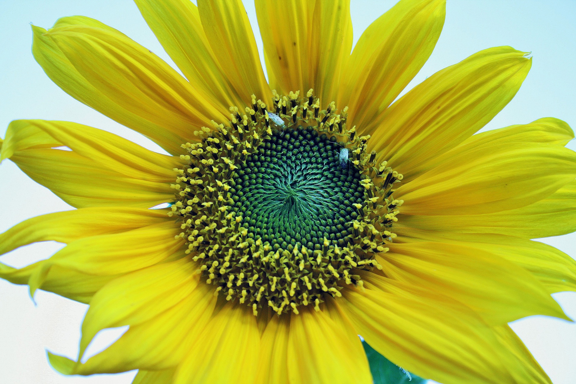 flower petals yellow free photo