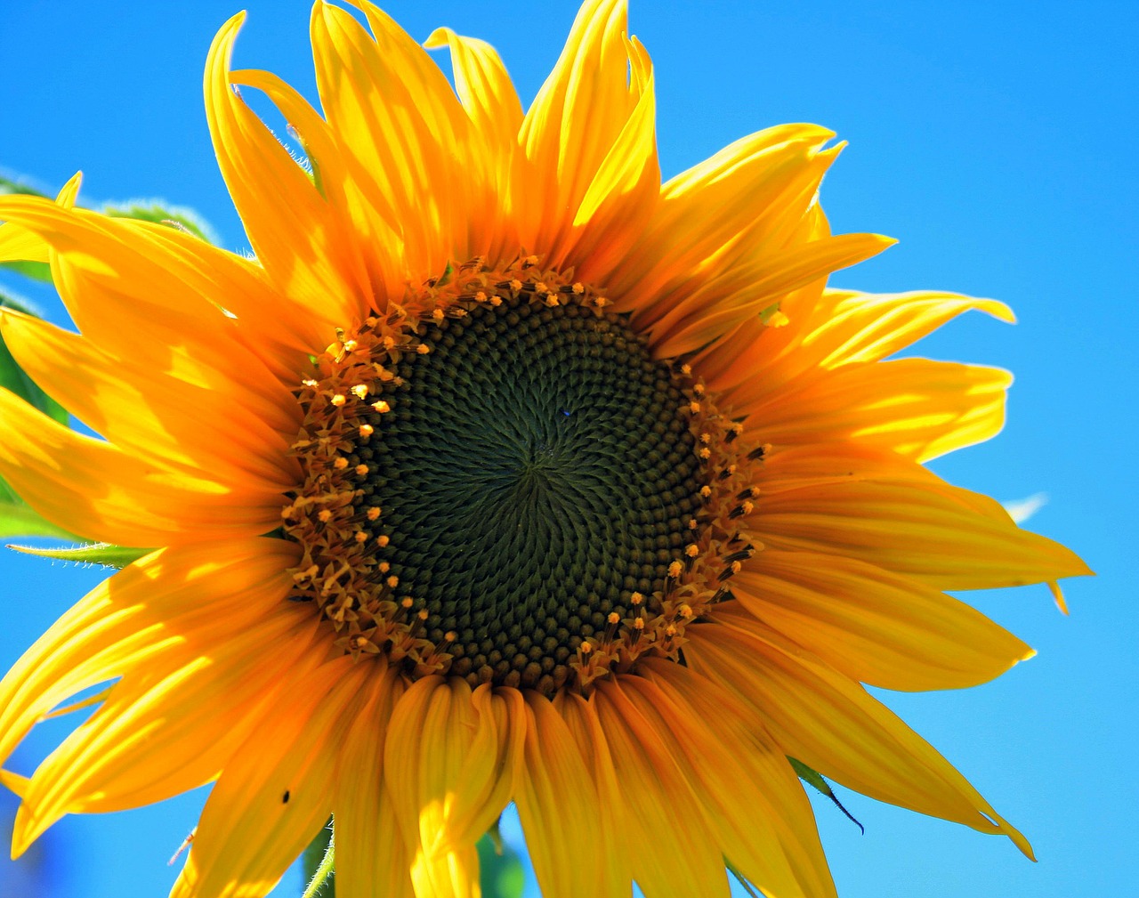 yellow sunflower flower round free photo