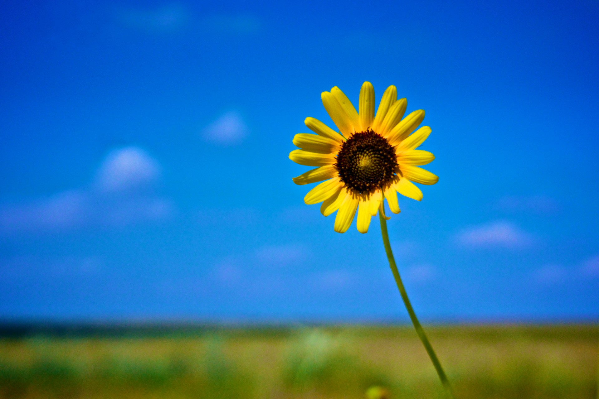 detail flower golden free photo