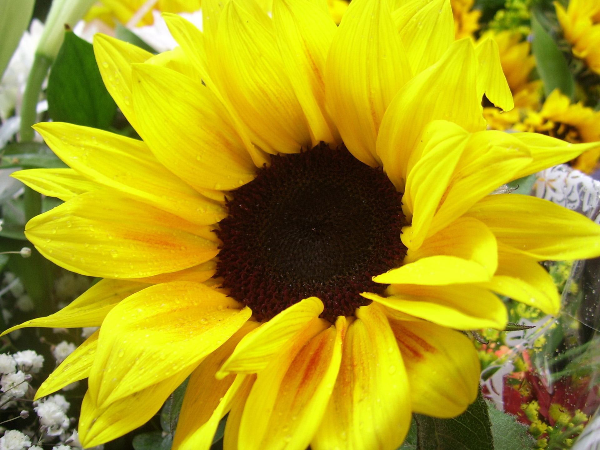 yellow sunflower happiness free photo
