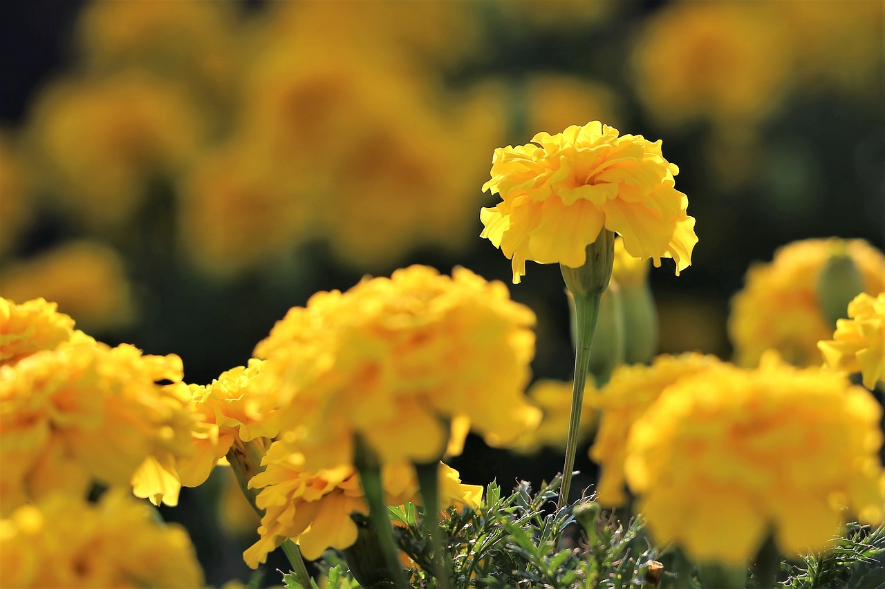 yellow taggetes  flowers  bloom free photo