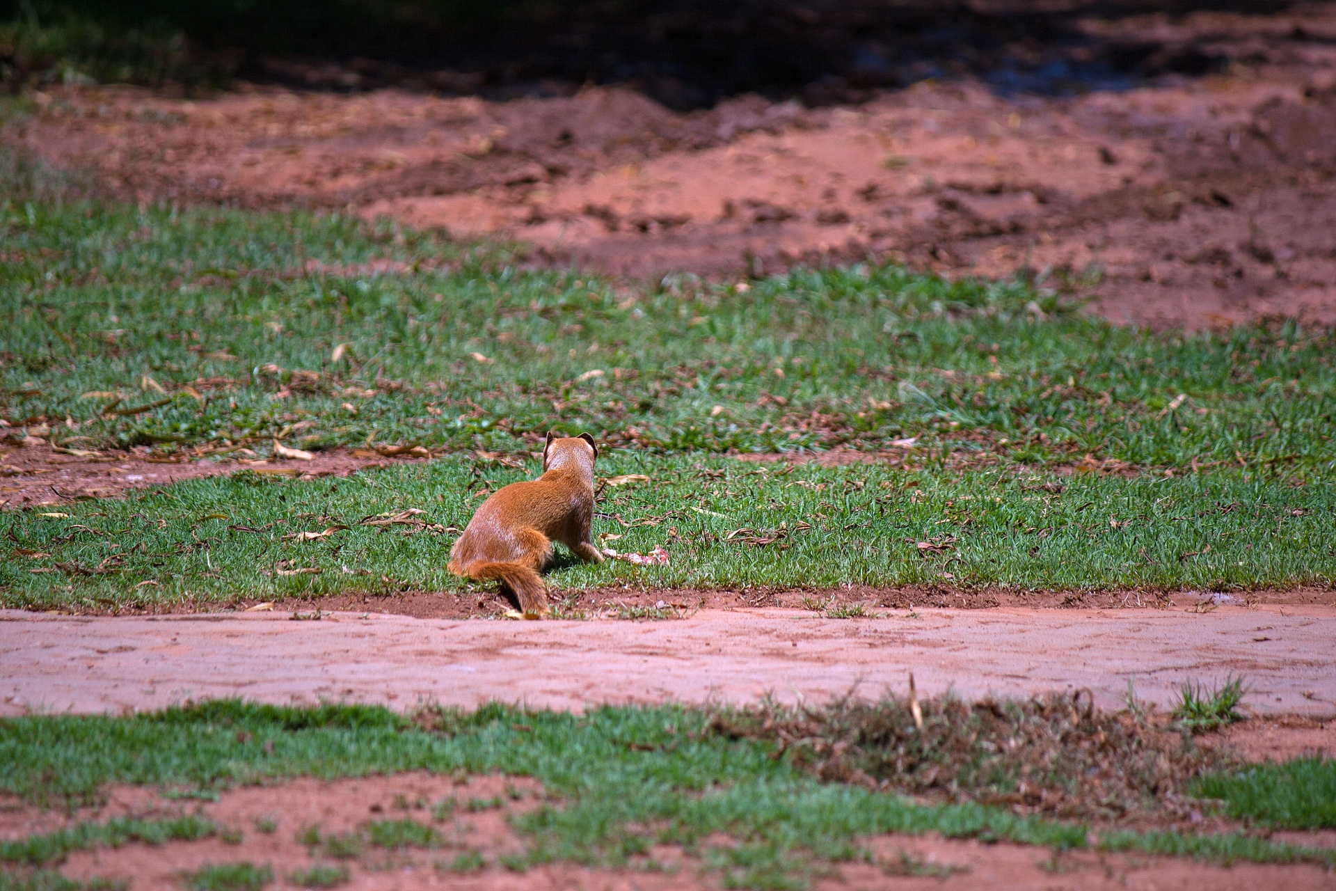 meerkat mongoose yellow tailed free photo