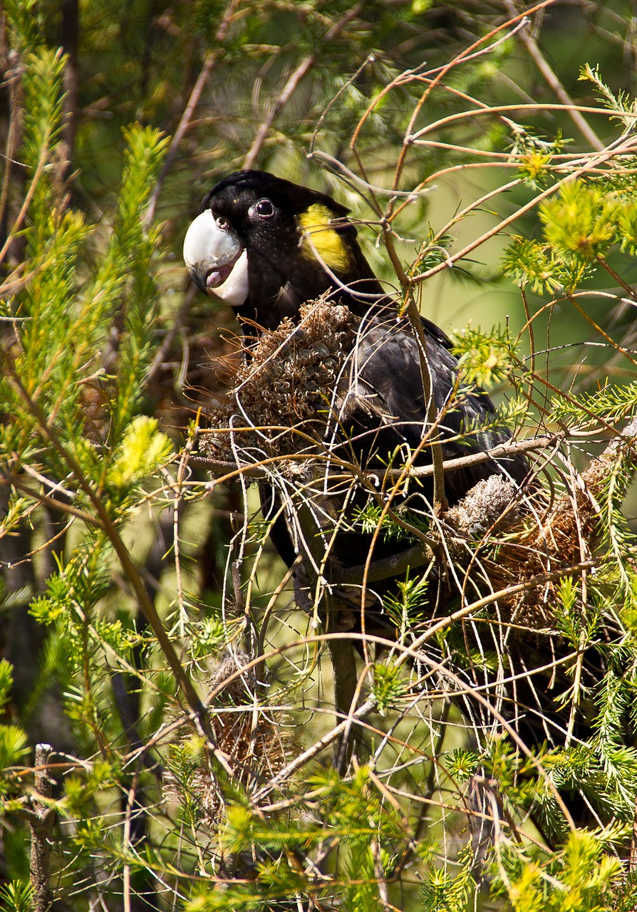 yellow-tailed black cockatoo cockatoo parrot free photo