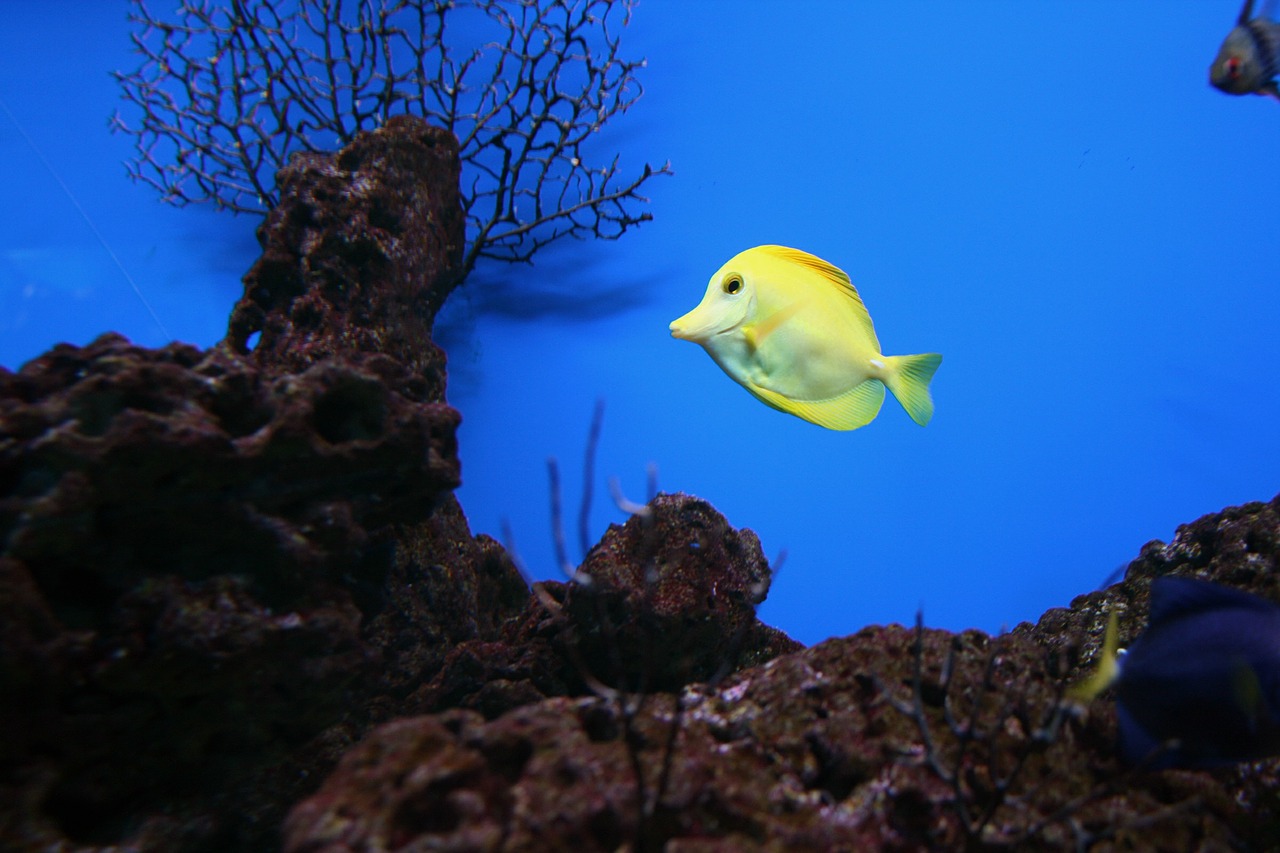 yellow tang fish saltwater free photo