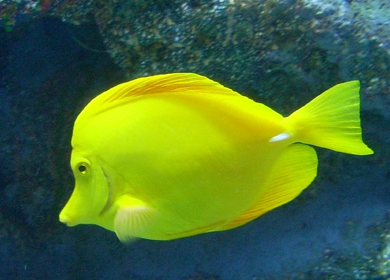 yellow tang fish saltwater free photo