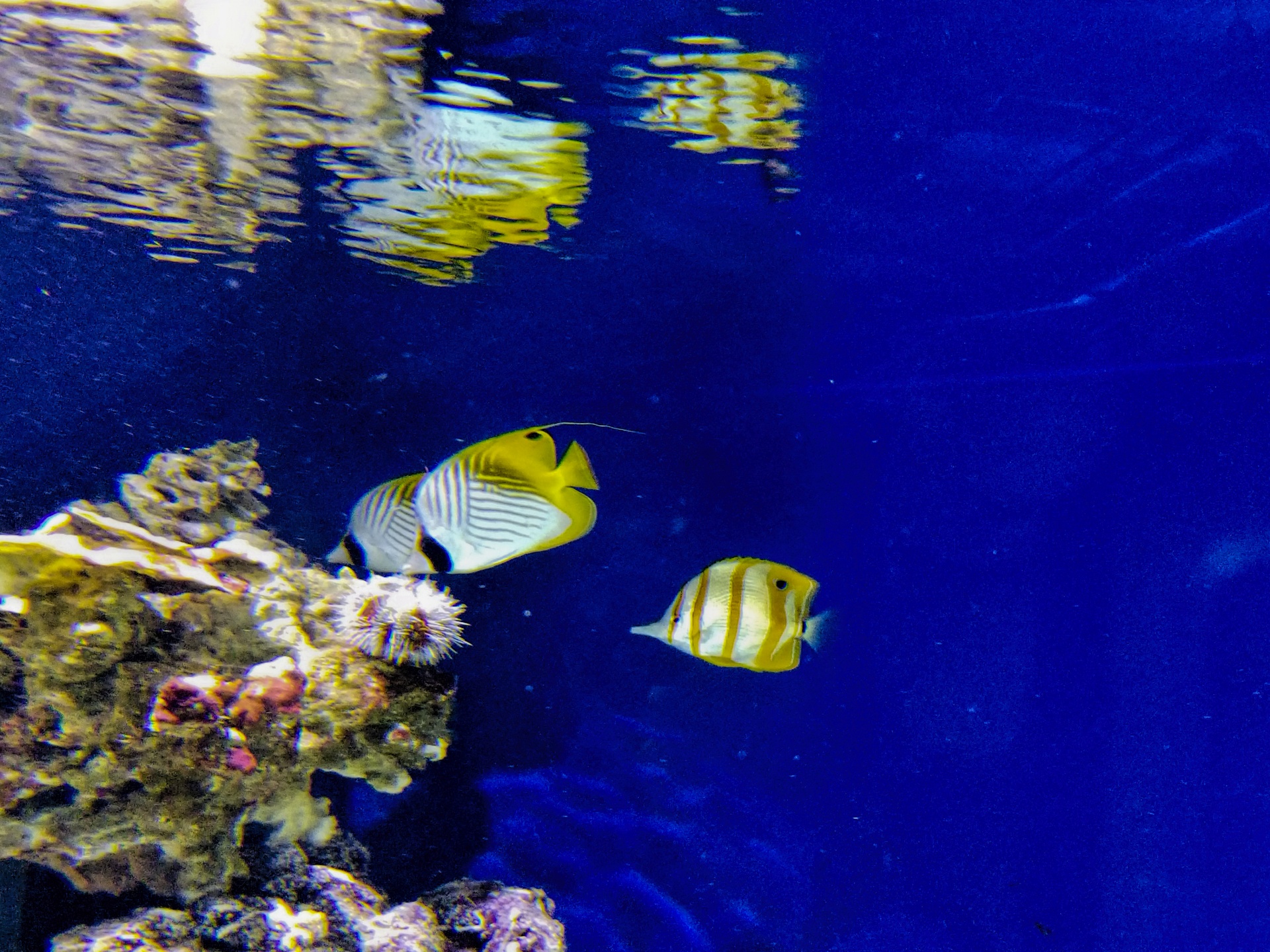 yellow tang blue water aquarium free photo