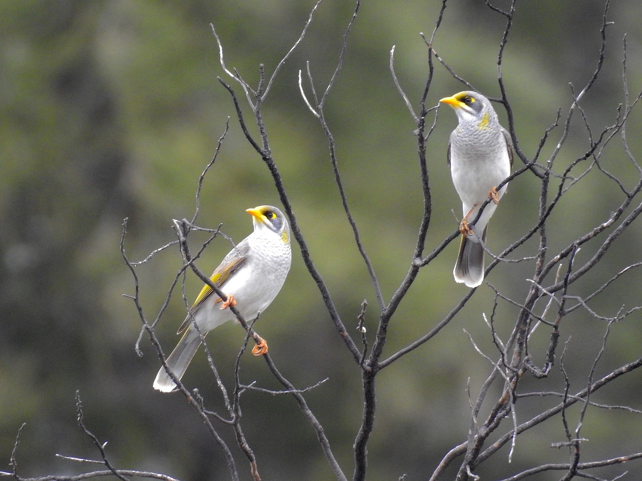 yellow throated miners birds perched free photo