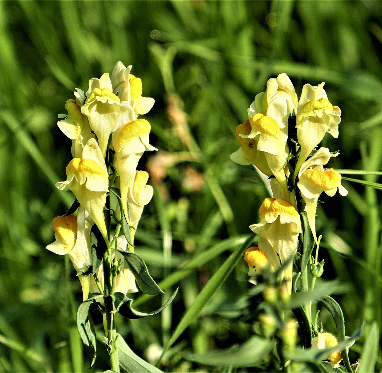 yellow toadflax flower wild free photo