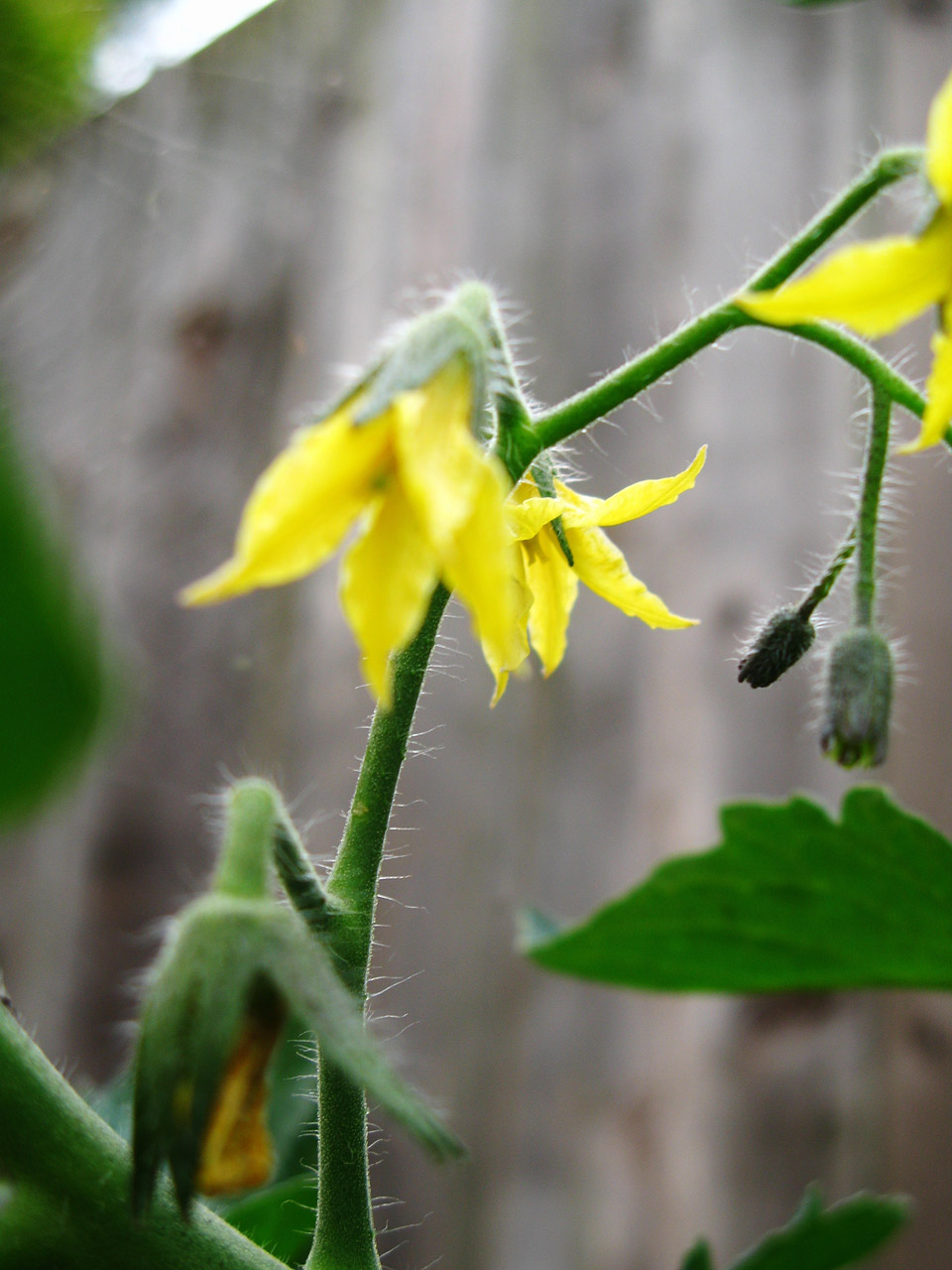 yellow tomato flowers free photo