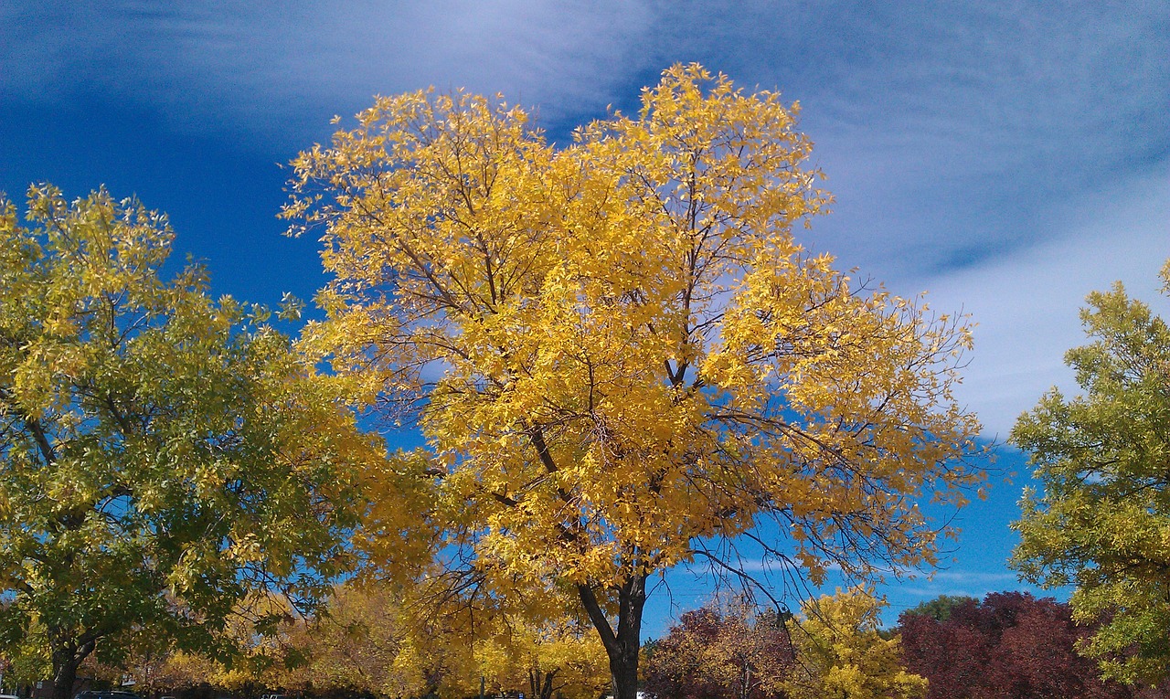 yellow tree fall autumn free photo