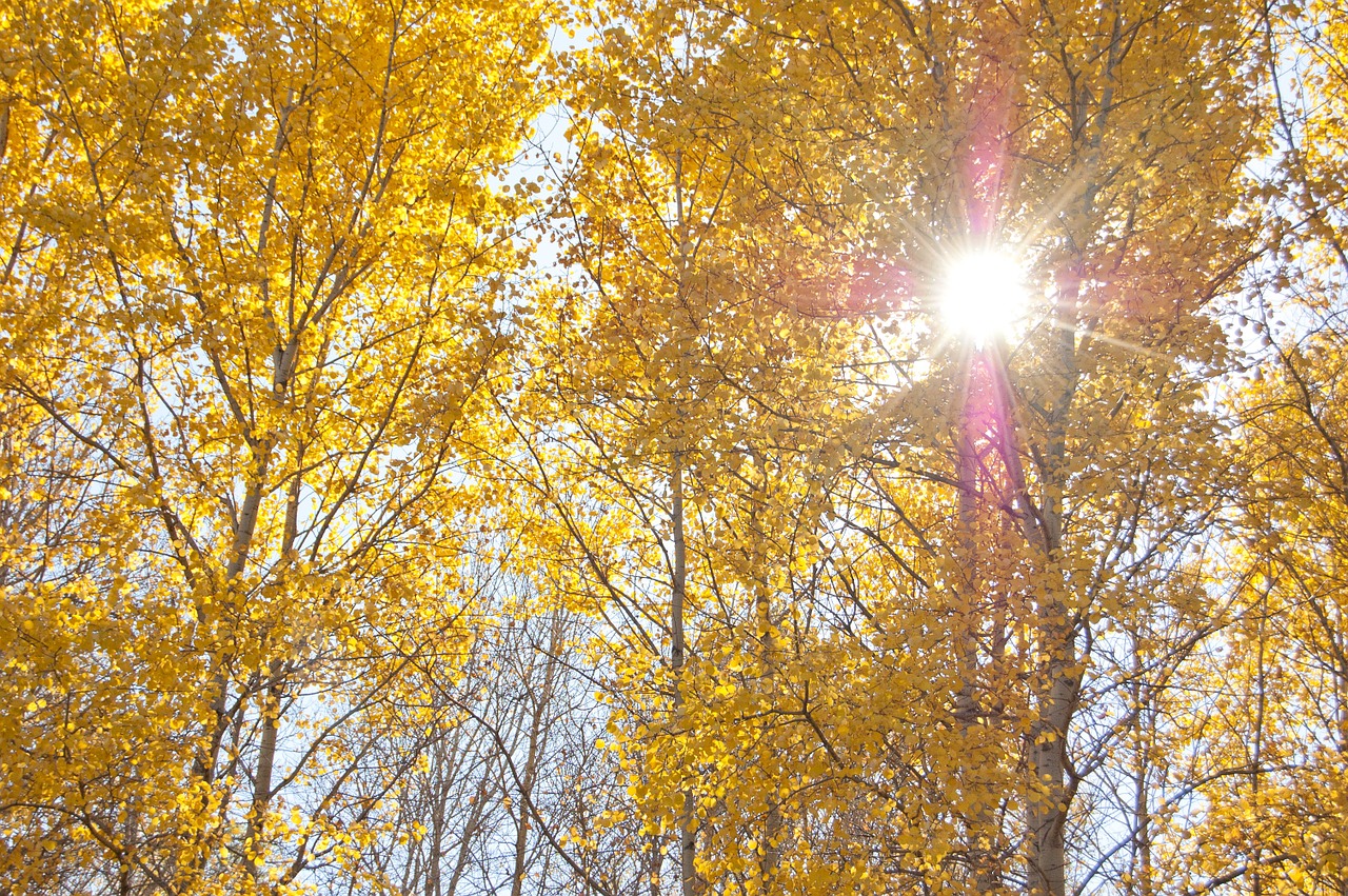 yellow trees autumn the sun shines through the leaves free photo