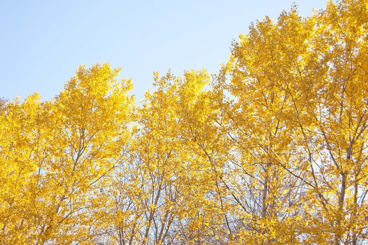 yellow trees yellow autumn leaves clear day free photo