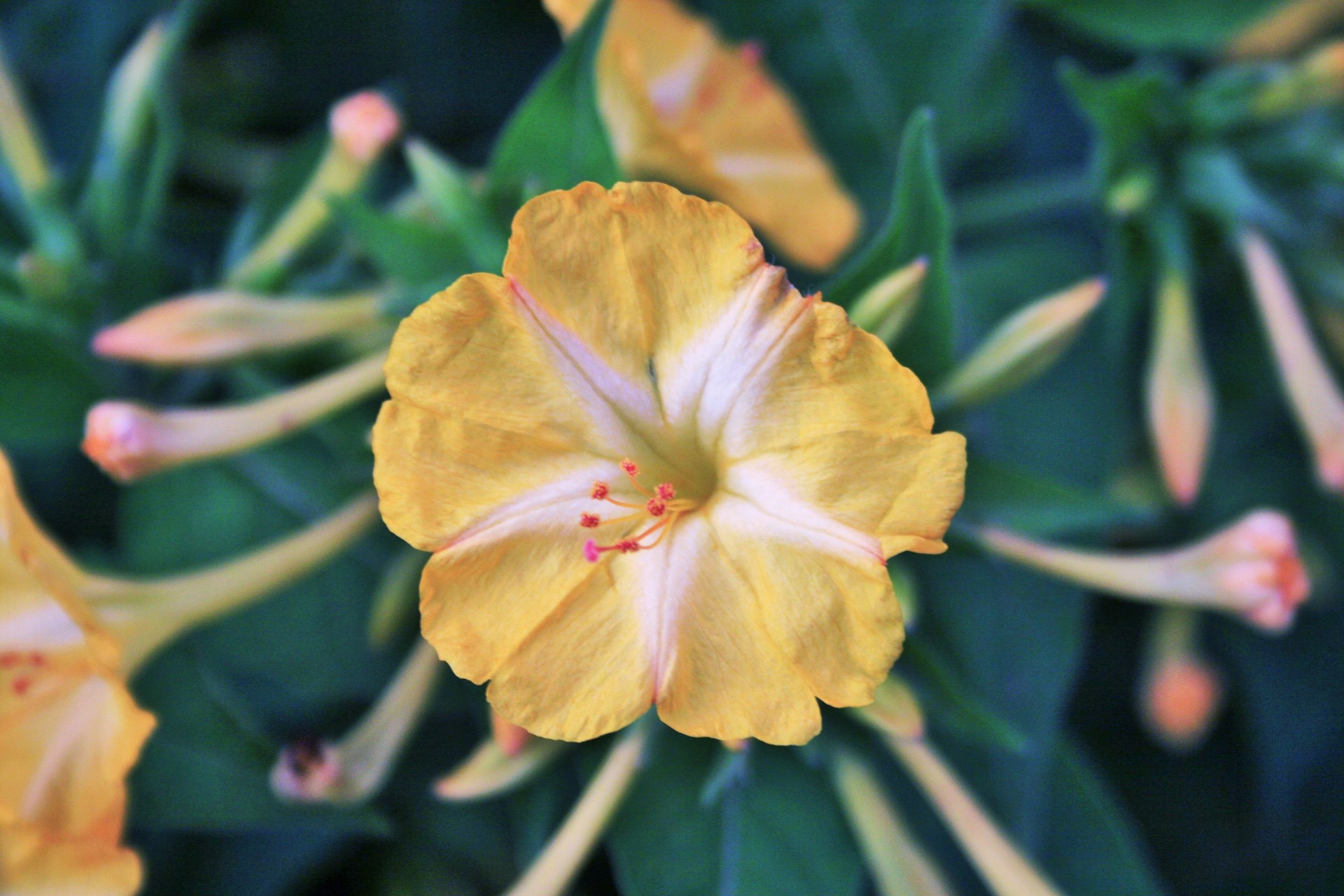 flower yellow trumpet free photo