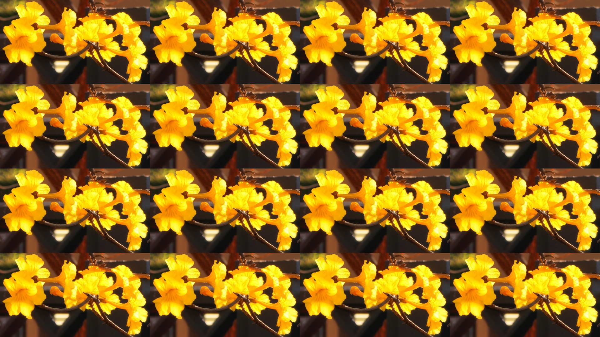 flowers trumpet shaped yellow free photo