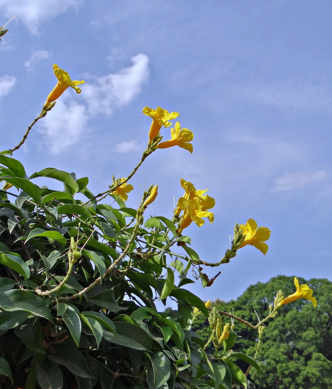 yellow trumpet vine flower yellow free photo