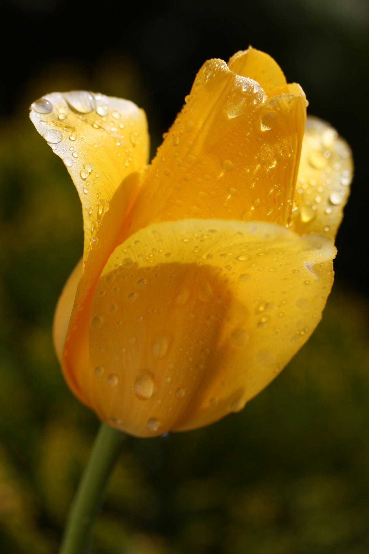 tulip flower yellow free photo