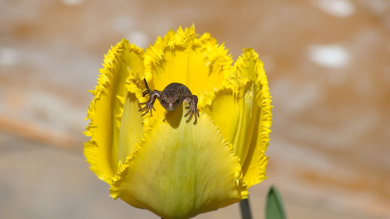 yellow tulip flower lizard free photo