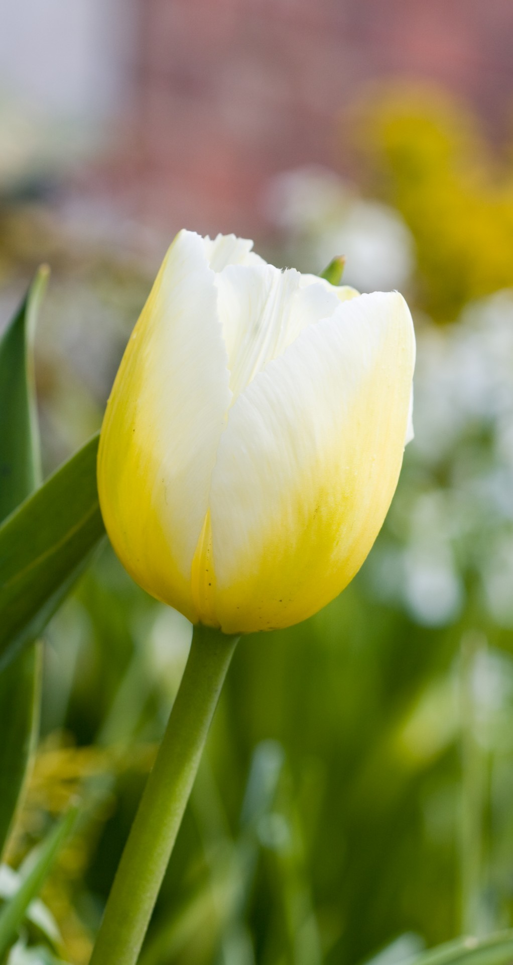 tulip flower yellow free photo