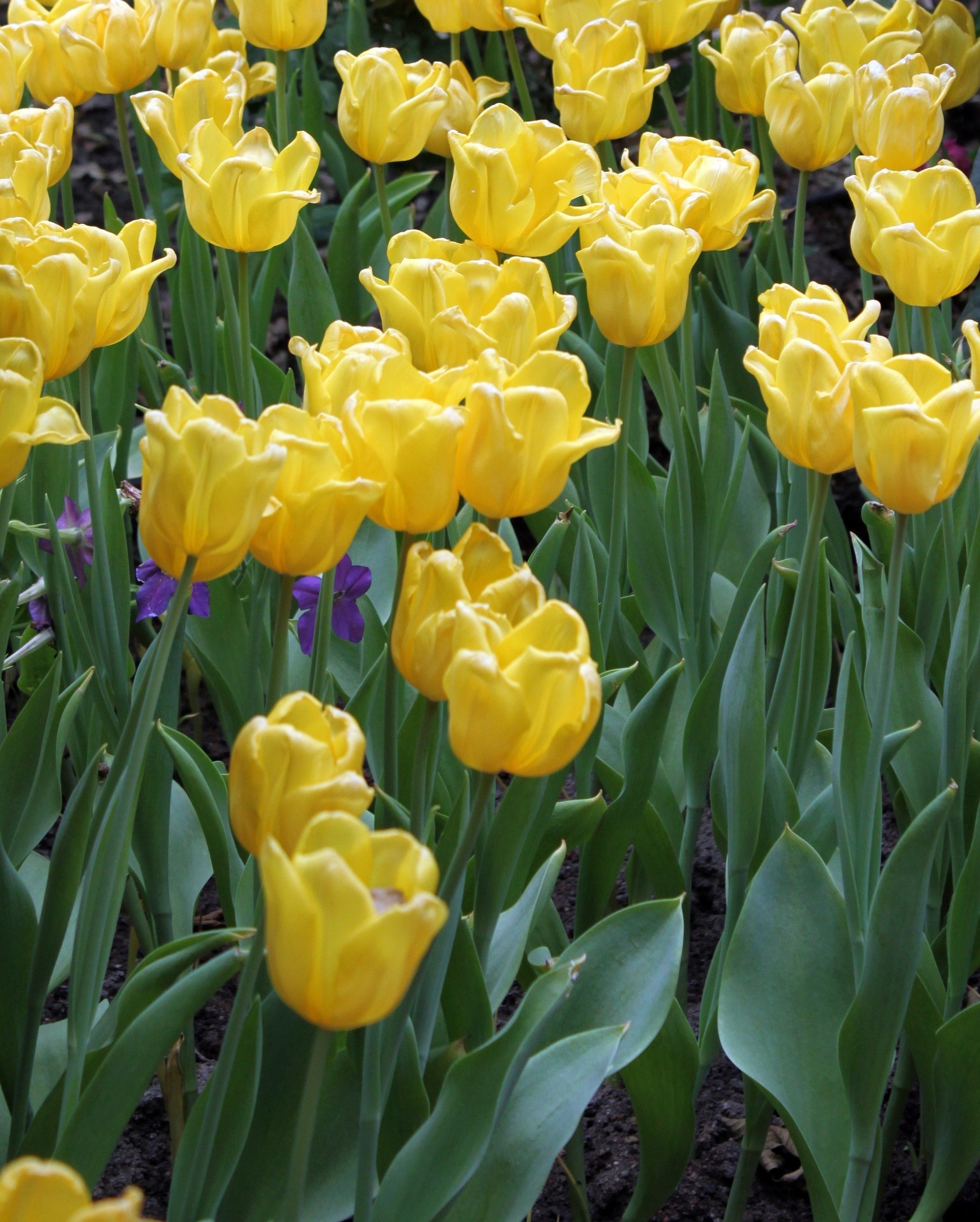 yellow tulip flower free photo