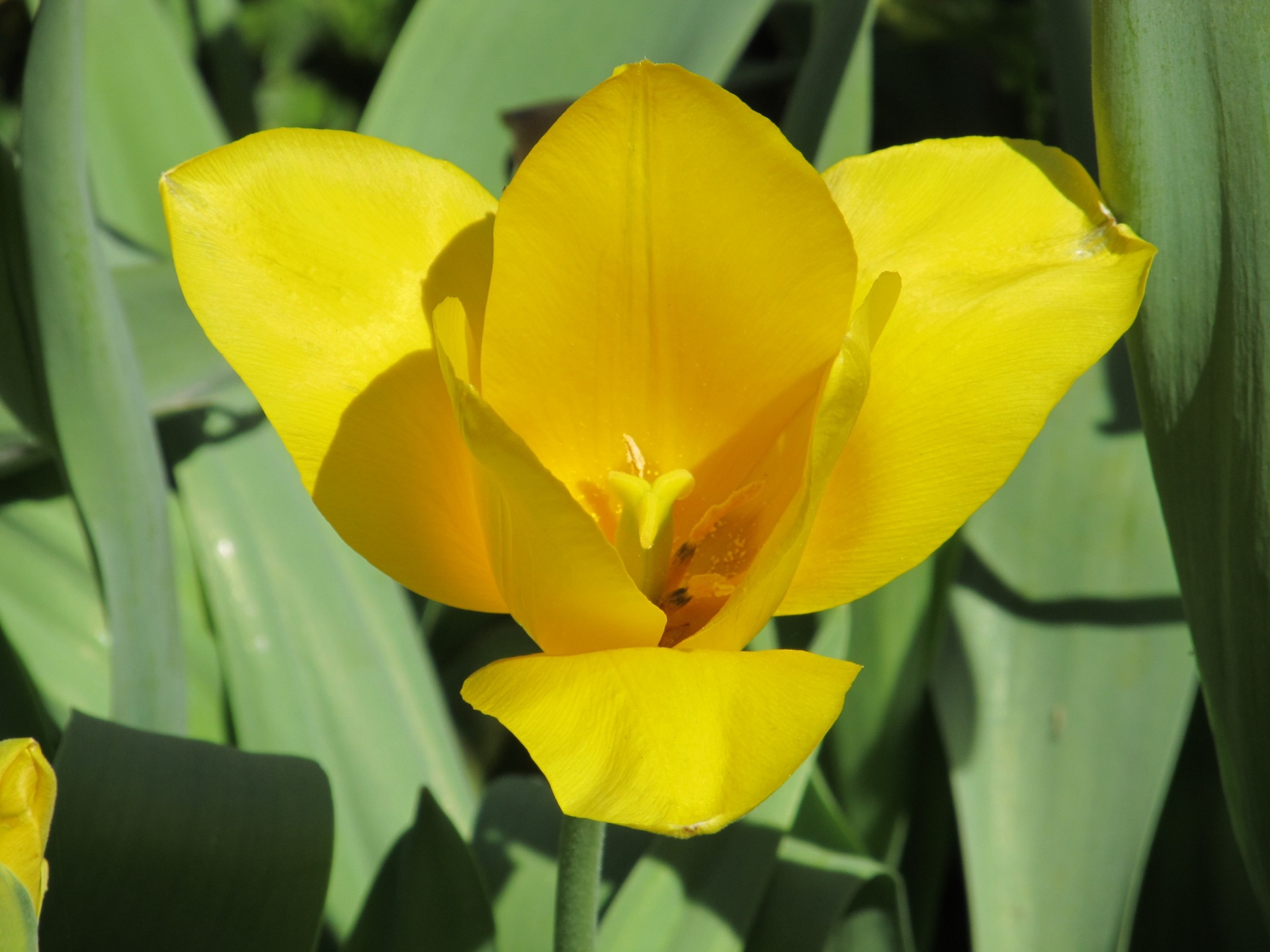 tulip yellow blooming free photo