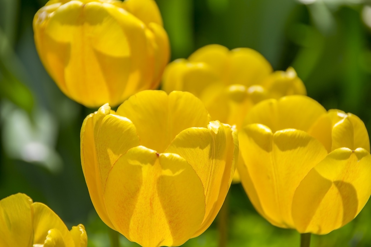 yellow tulips spring the background free photo