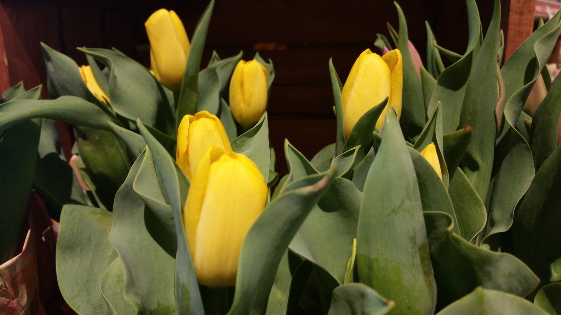 tulips yellow flower free photo