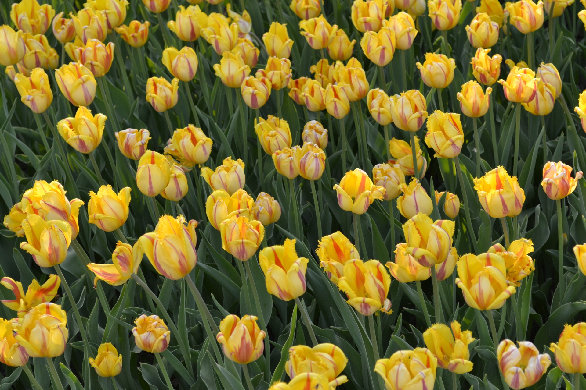 yellow flowers tulips free photo