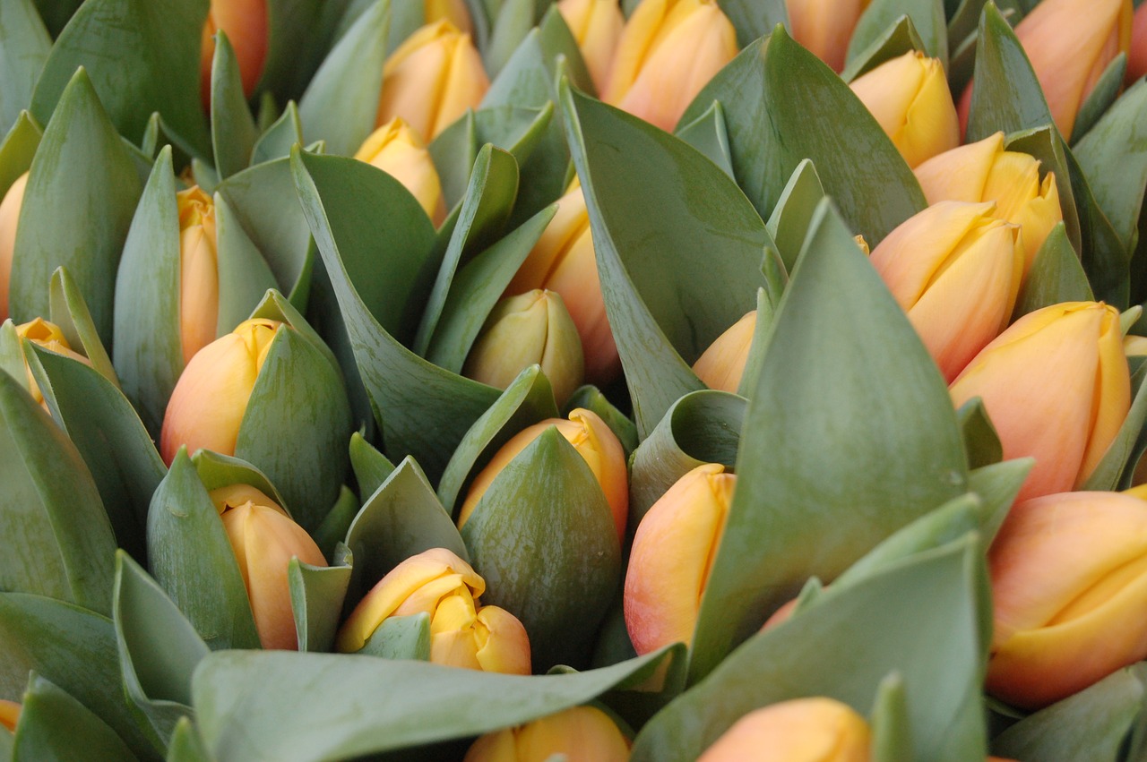 yellow tulips spring nature free photo