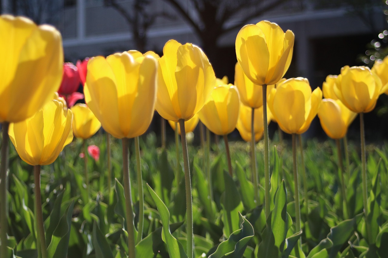 yellow tulips  tulips  nature free photo