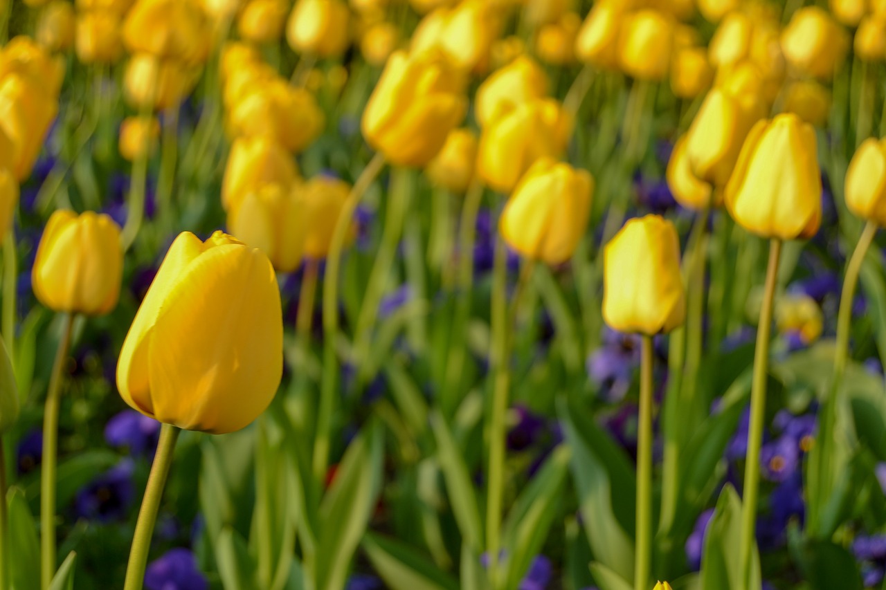 yellow tulips  tulips  yellow free photo