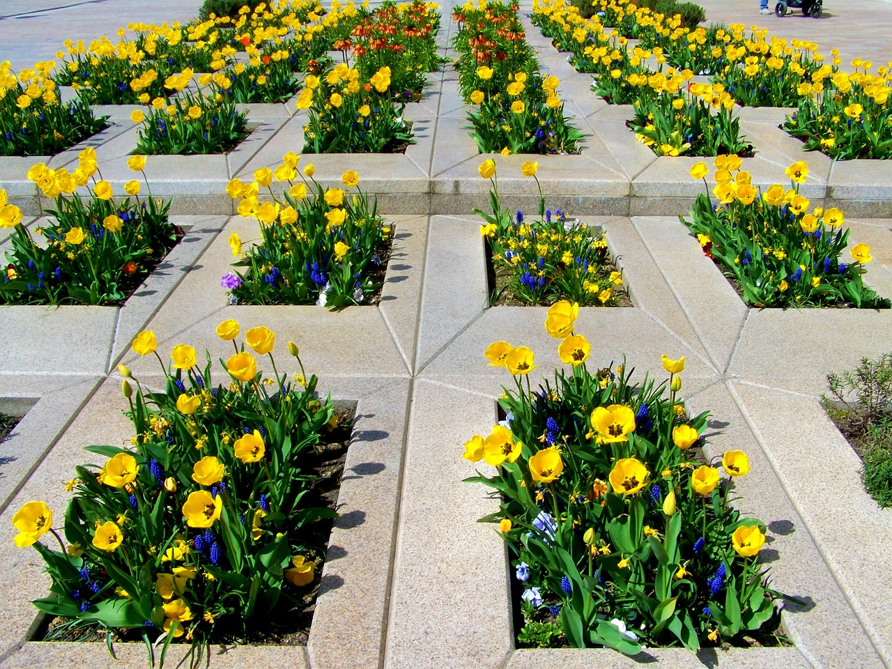 yellow tulips spring flower pecs free photo