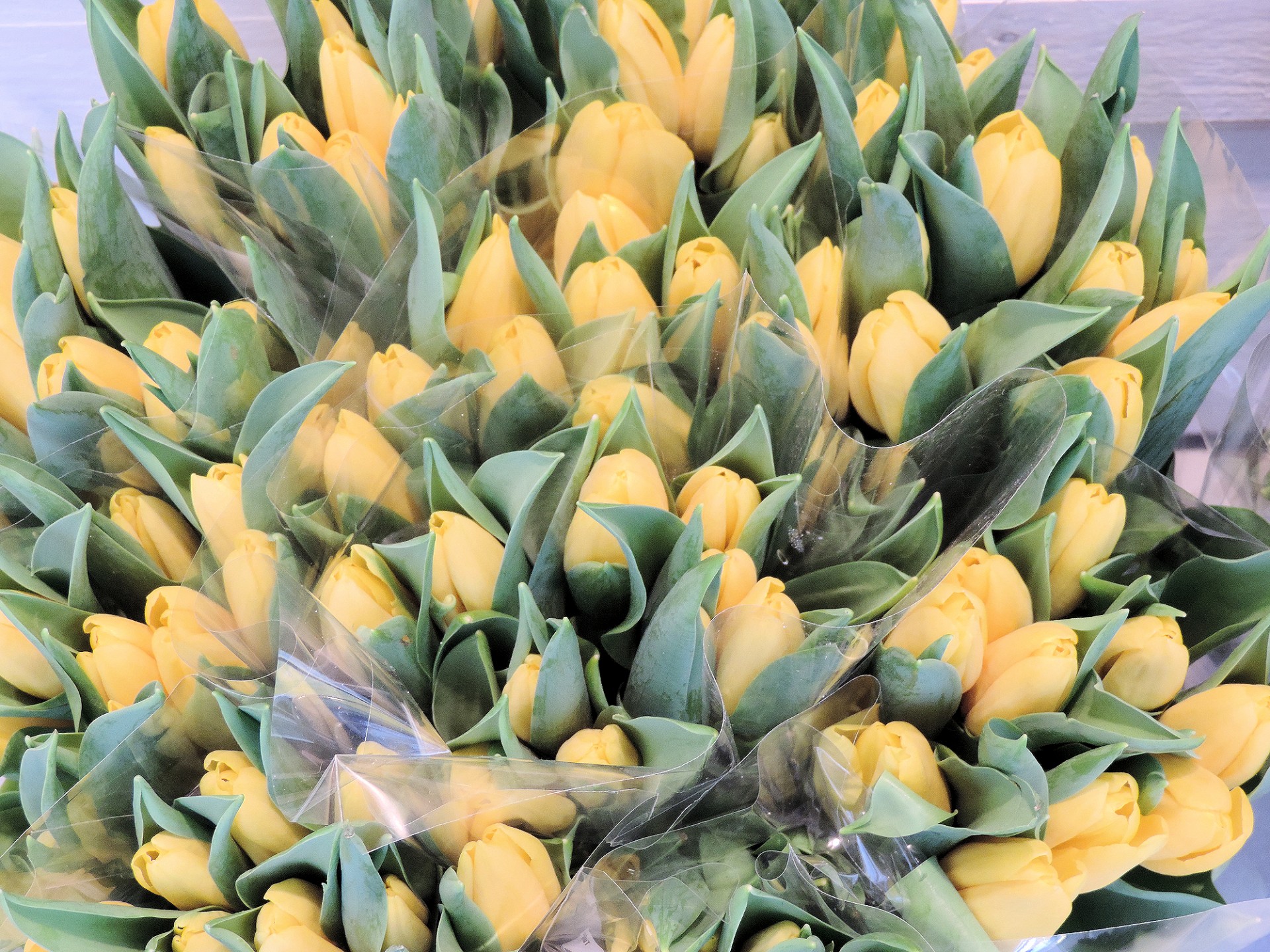 flowers tulips dutch free photo