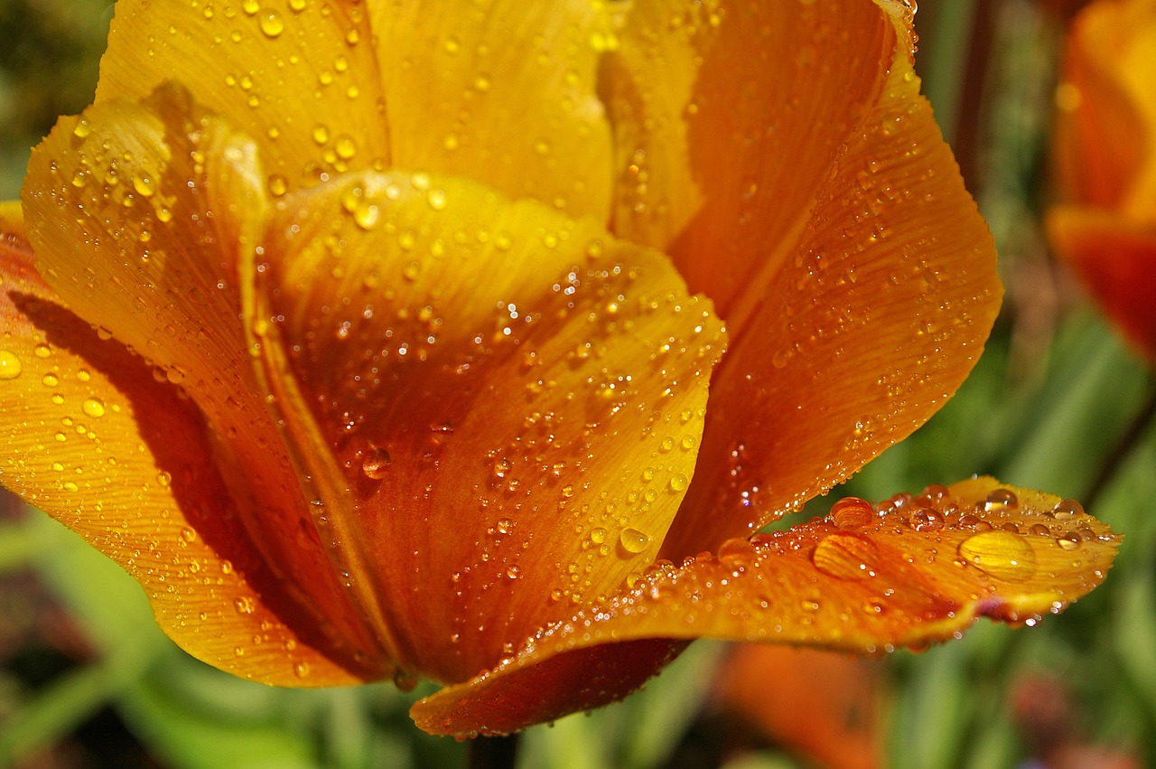 yellow tumor orange tulip close free photo