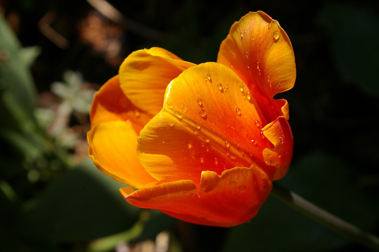 yellow tumor orange tulip close free photo