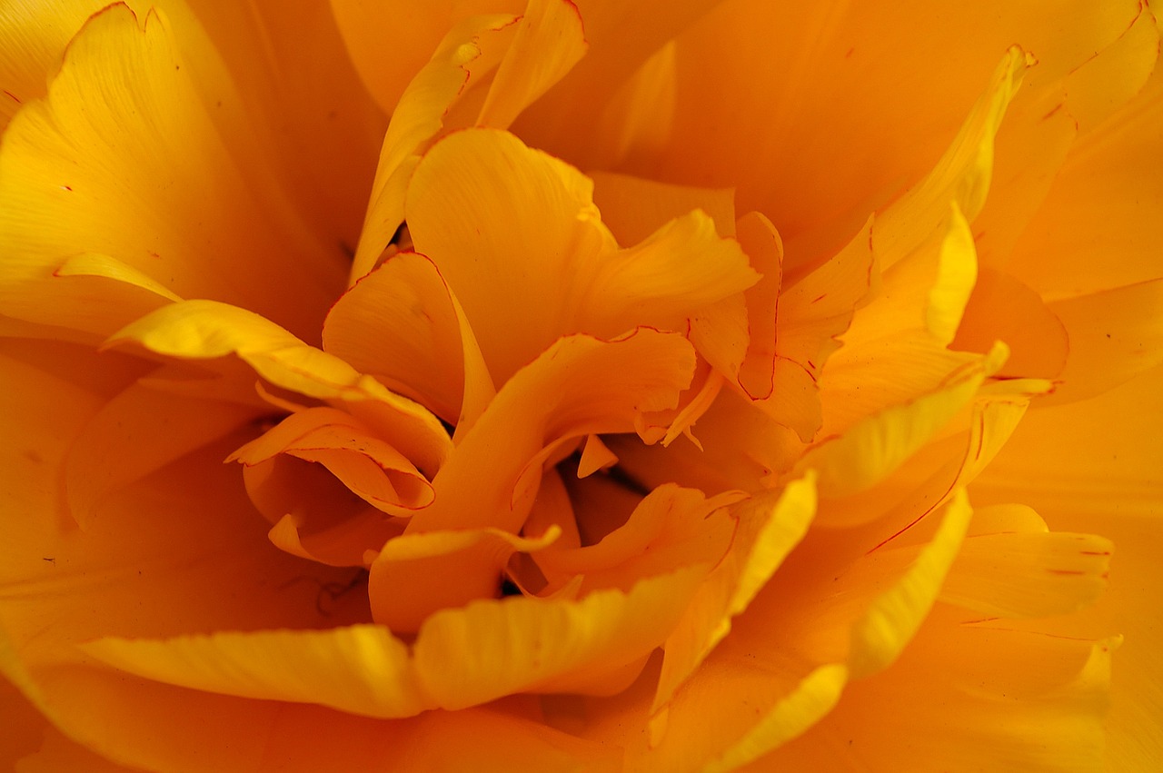 yellow tumor tulip yellow free photo