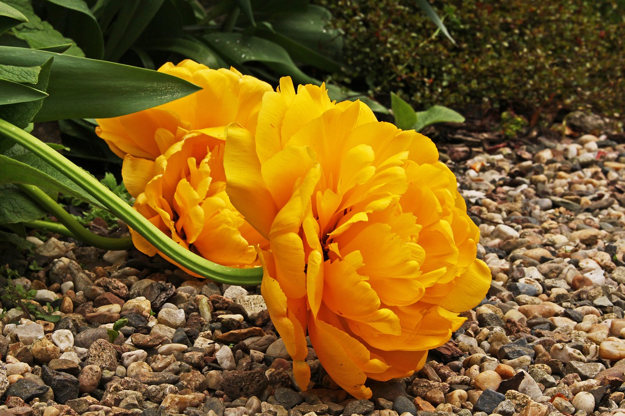 yellow tumor  rose tulip  stuffed tulip free photo