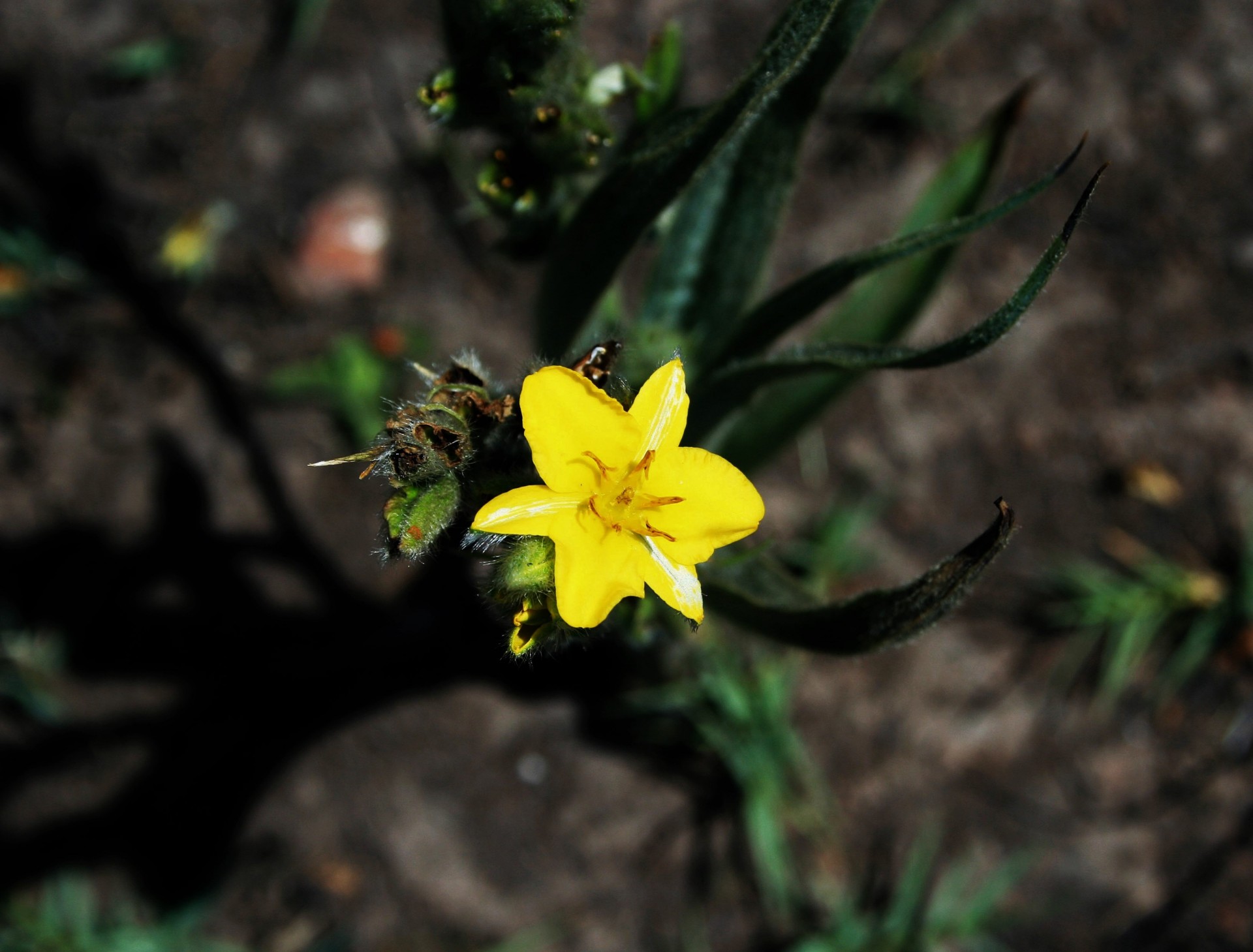 yellow flower veld free photo
