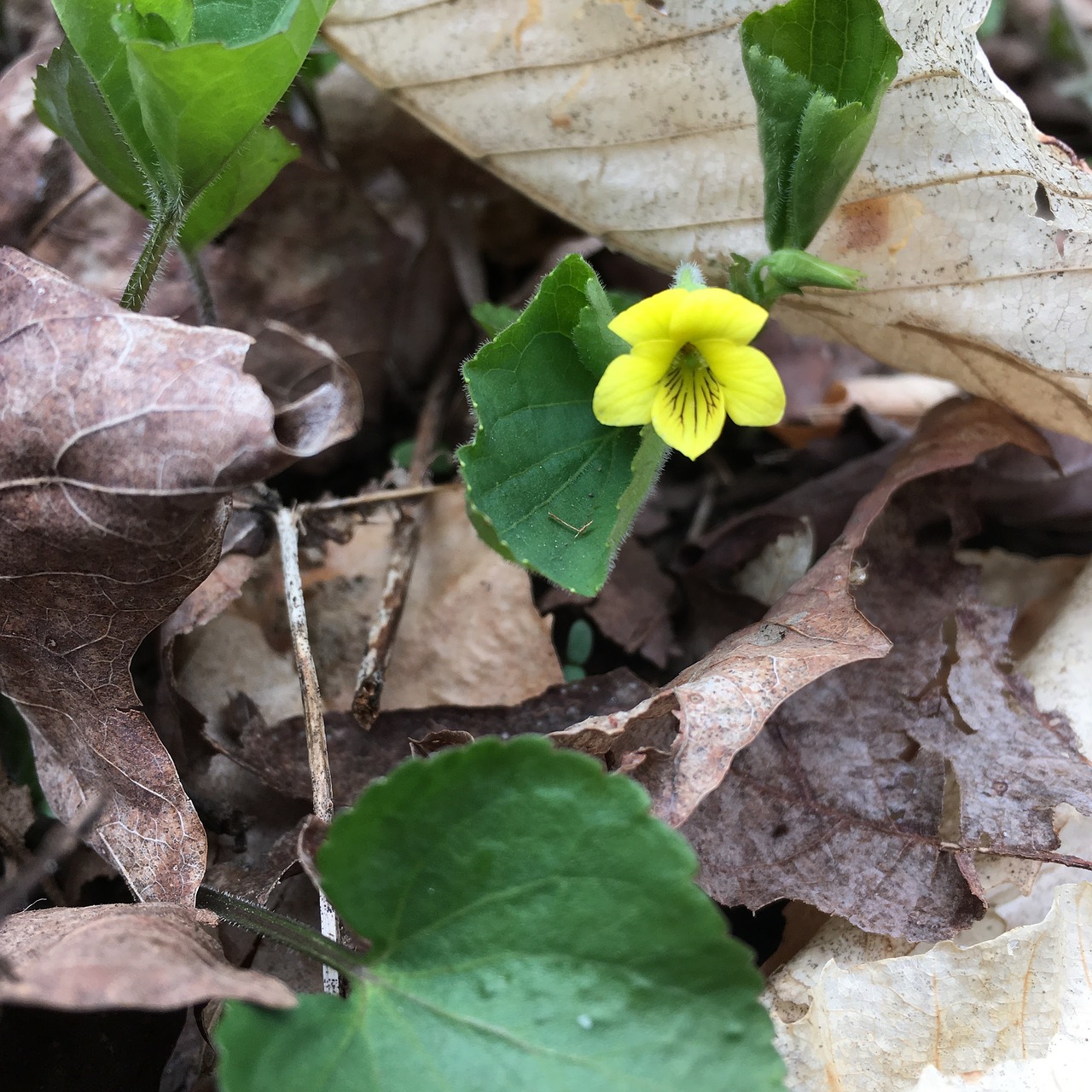 yellow violet flower spring flower free photo