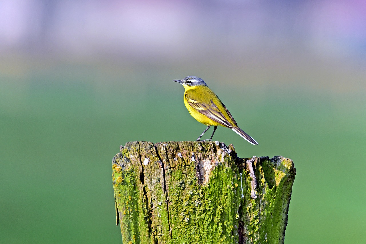 yellow wagtail songbirds meadow birds free photo