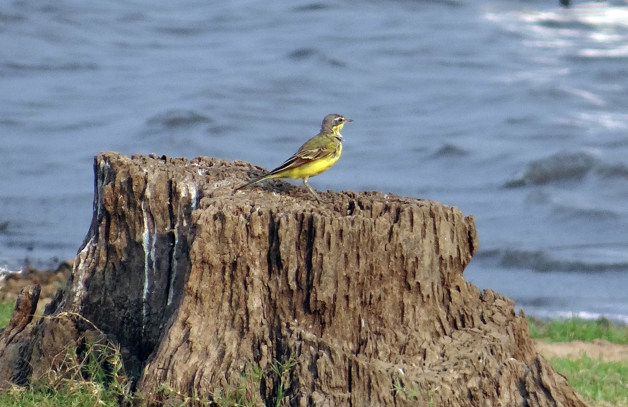 yellow wagtail wagtail bird free photo