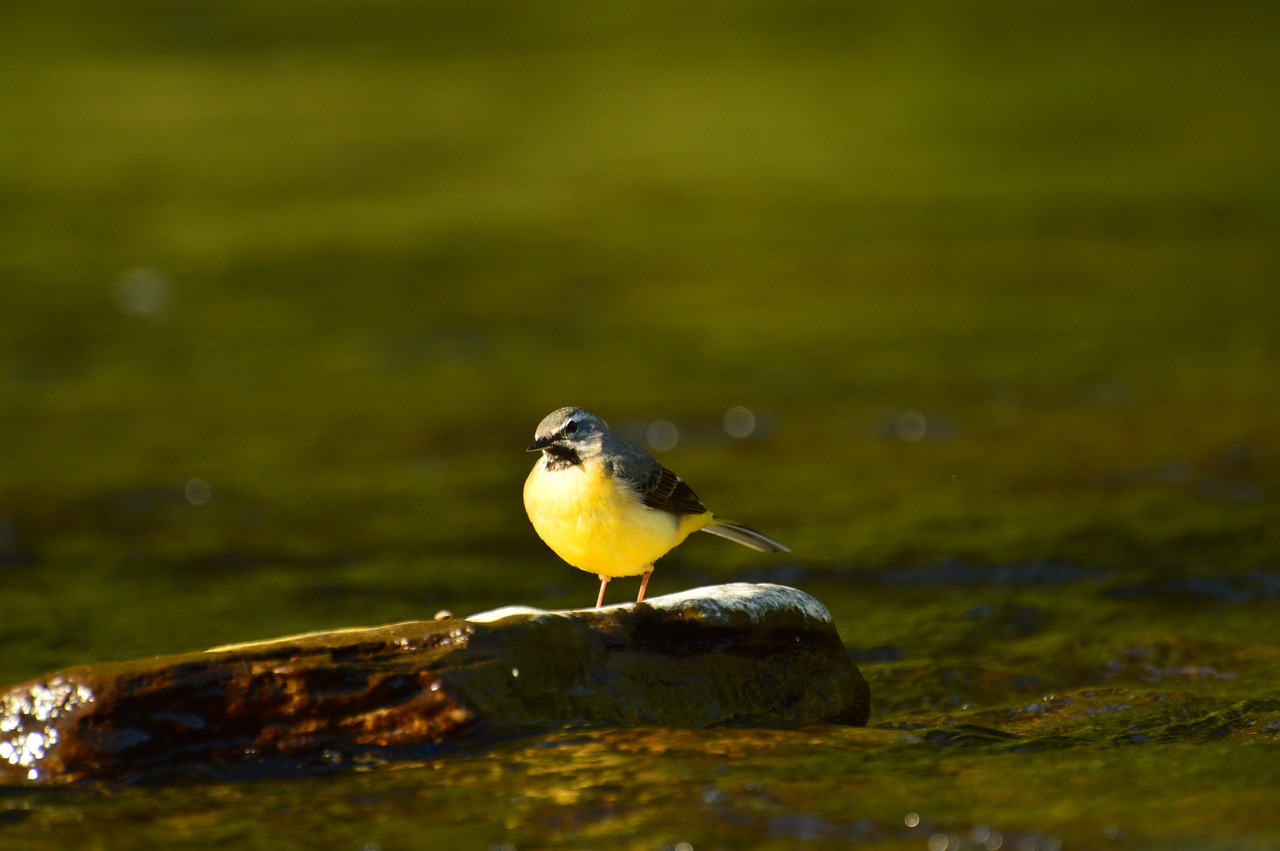 yellow wagtail  bird  animal world free photo