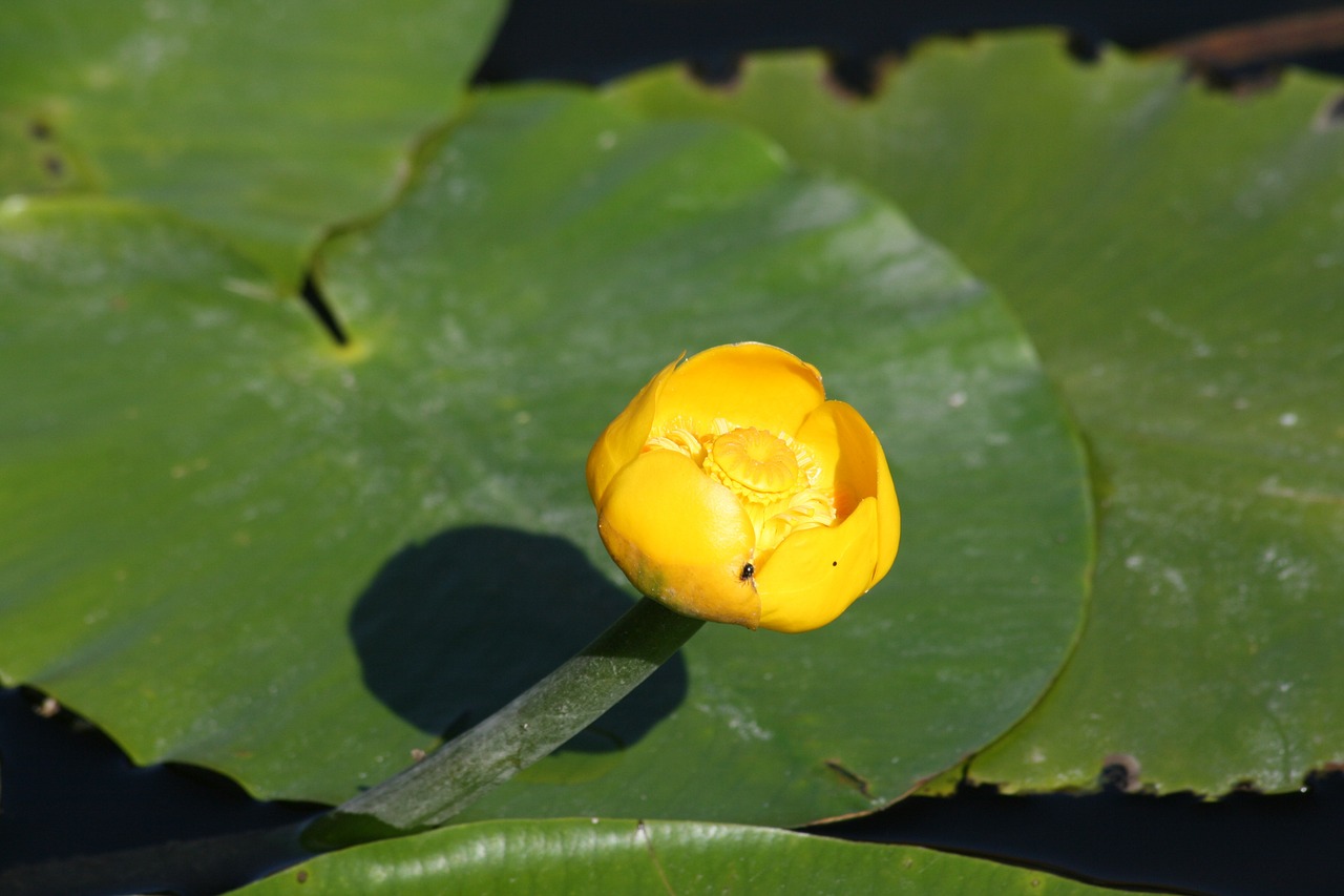 yellow water flower pond bloom free photo