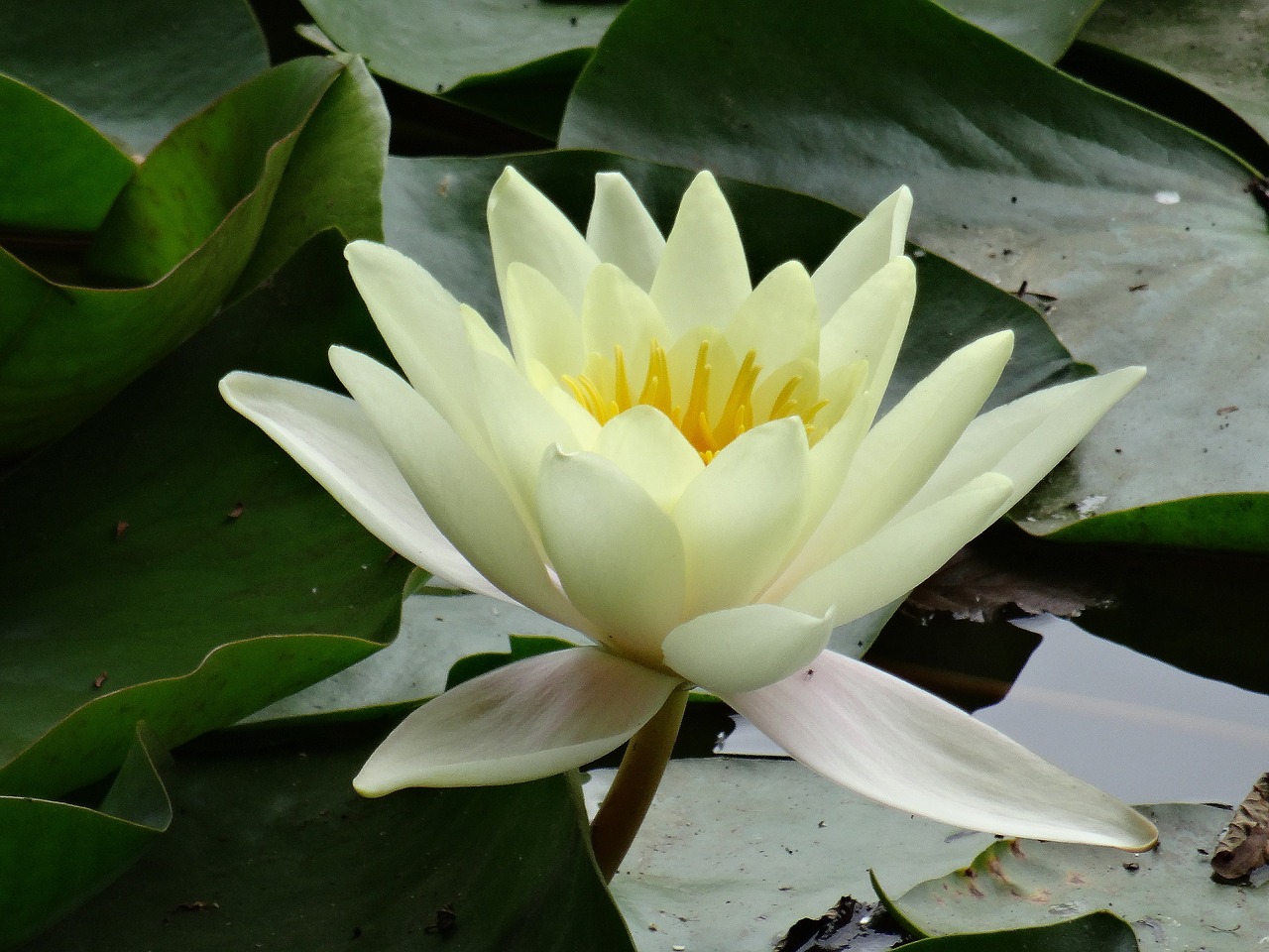 yellow water lily water leaves free photo