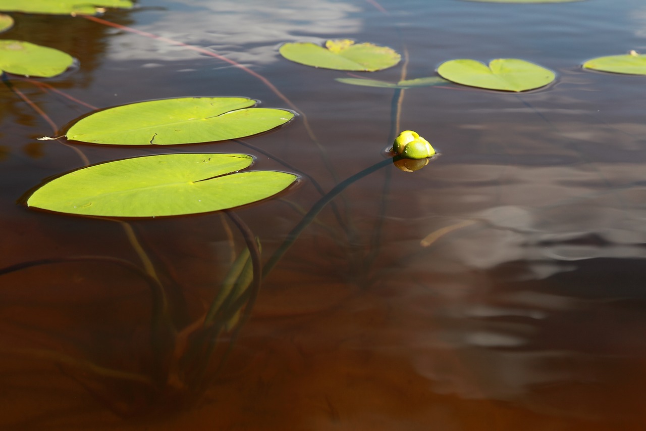 yellow water-lily ulpukan bud lake free photo